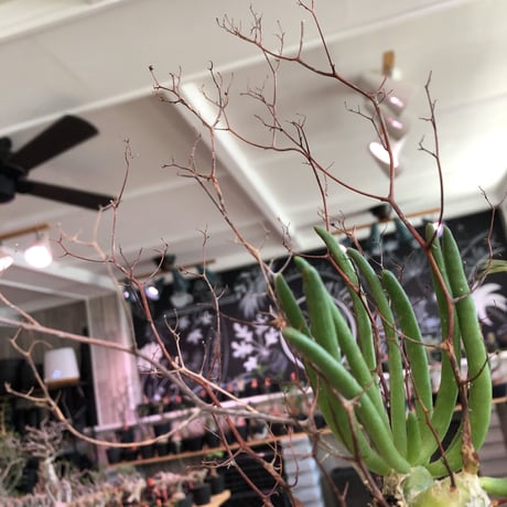 tylecodon  reticulatus《M size》※現地球発根済株※店主国内管理3年株※棘も多く残っており幹太めな昨今輸入厳しい希少種‼︎impact絶大‼︎※mad black pot植え
