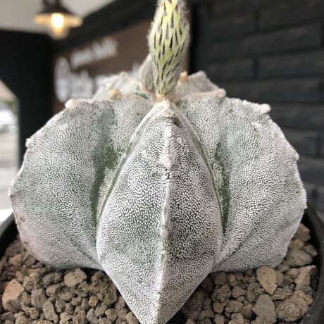 astrophytum 恩塚ランポー玉《L size》※店主国内管理6年株※ビッグサイズ且つ大変美しい白肌が堪らない※mad black bowl pot植え