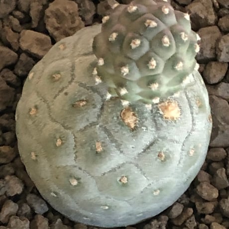 tephrocactus geometricus 《M size》※現地球株カキ仔発根済※②丸々とかわいく綺麗な玉型維持のカキ仔※black bowl pot植え