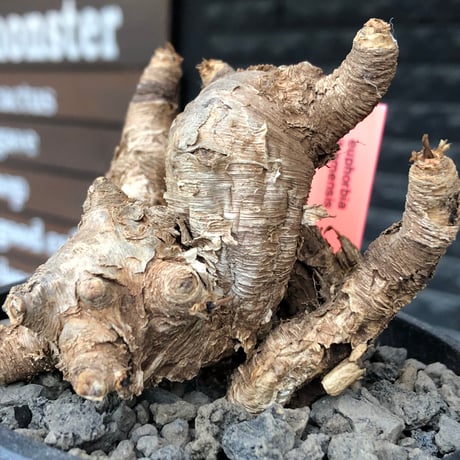 euphorbia itremensis《M size》※現地球株発根済③※極めて良き枝振りを持つ樹形バランスも出来すぎなイトレ※black pot植え