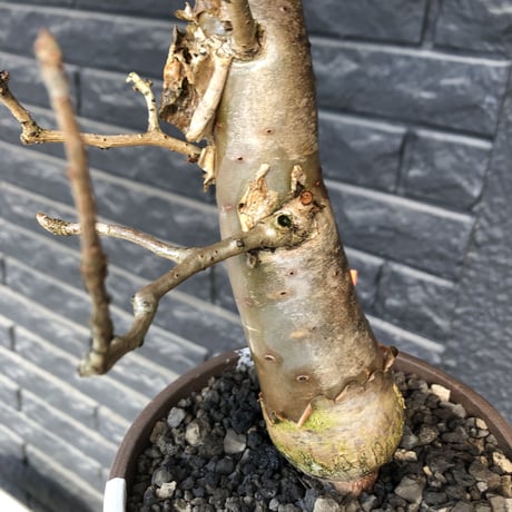 bursera fagaroides《 L L size》極太最高品質※現地球発根済株※店主国内管理6年株※厳つく極太唯一無二感強き渾身の一株※mad blown marble bowl pot植え