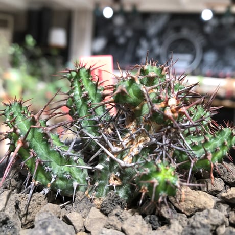euphorbia golisana《M size》※現地球株発根済※木質化した極太主頭から伸びる良枝振りとコントラストが美しく厳つい棘々しさも堪らない‼︎※black bowl pot植え