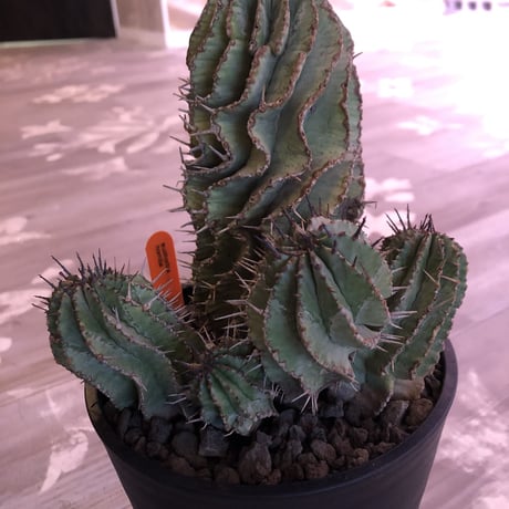 euphorbia    horrida《L  size》