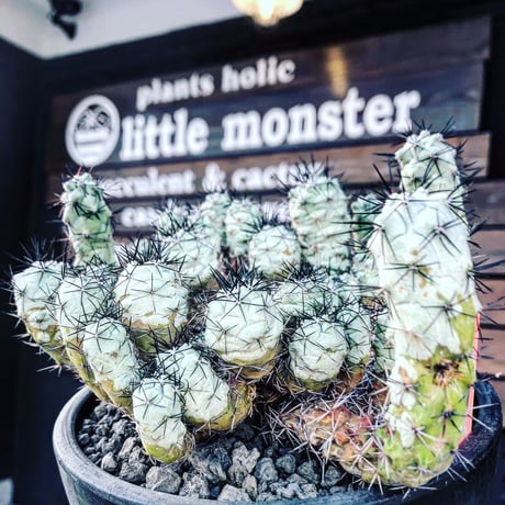 オルテゴカクタスマクドガリー | STORES