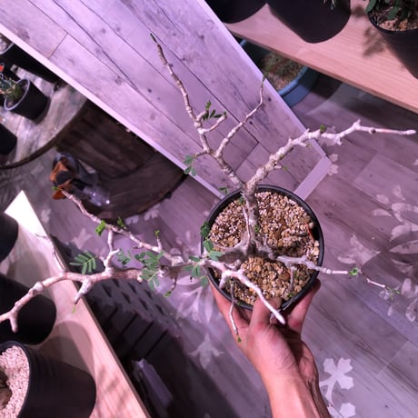 senna  meridionalis《L size》