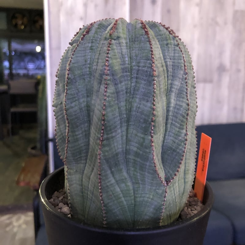 euphorbia obesa《L size》一部木質化した大株オベサ‼︎※限定6