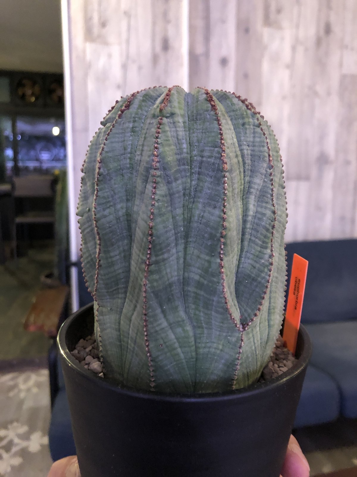 euphorbia obesa《L size》一部木質化した大株オベサ‼︎※限定6株 | p...
