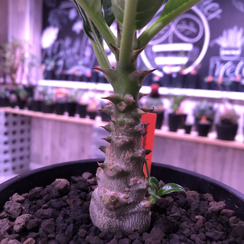 特選パキポディウム ウィンゾリー、グラキリス 、マカイエンセ実生株3