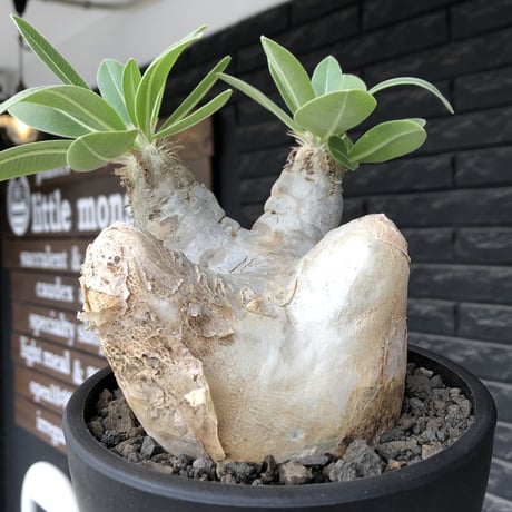 pachypodium  eburneum《L size》※現地球株発根済※メクれ上がった味深き表皮に美しい白肌とのコントラストが堪らない‼︎※mad black bowl pot植え