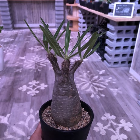 packypodium  gracilius《M size》※現地球株  発根済み株‼︎  （限定10株）