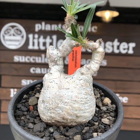pachypodium gracilius《大きめS size》※希少‼︎白肌株※現地球発根後店主国内管理2年株※絶妙な捻くれ枝振り&美しい純白が堪らない※mad black bowl pot植え