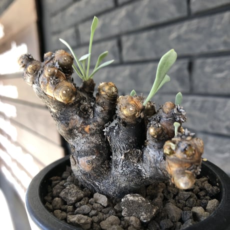 othonna  euphorbioides《大きめM size》※現地球発根後店主国内管理3年株※低重心weight低くボコボコ立体枝振り&極太株元も堪らない※mad black pot植え