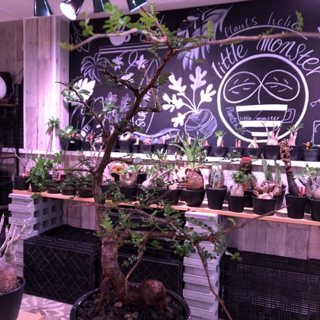 opercullicarya  packypus  littmon  seed🌱 《13年目株》※幹も太く表皮のボコボコも強く出た当店作り込み長き丈の締まったパキプス※mad black pot植え