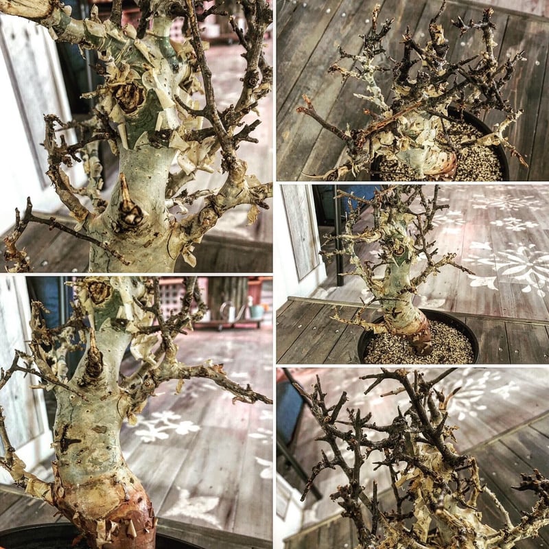 commiphora africana《L size》インスタグラム掲載株‼︎発根済み