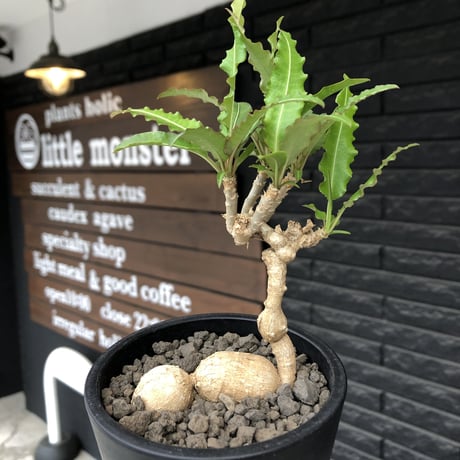 euphorbia cremersii《 L size》※現地球発根後店主国内管理2年株※美しいギザギザ葉に綺麗な塊根とのcontrastが堪らない一株※mad black pot植え