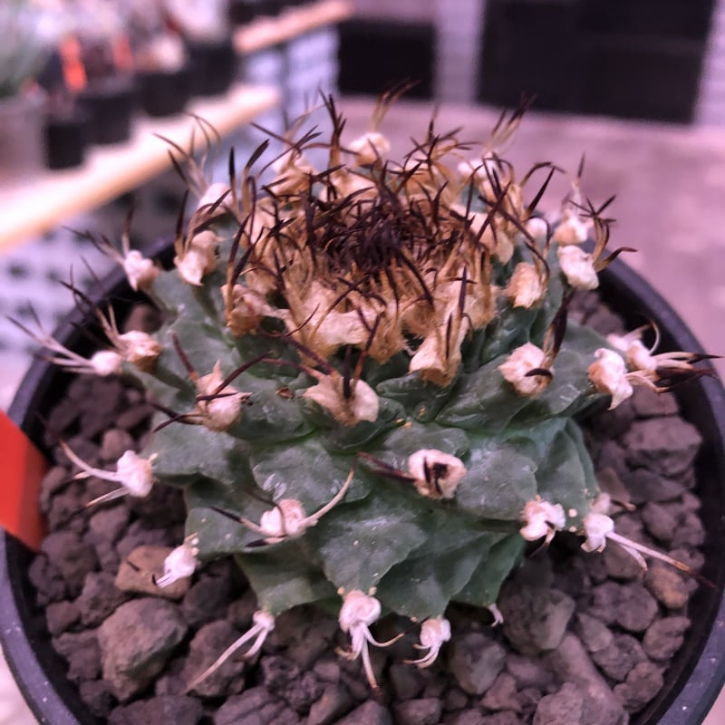 turbinicarpus alonsoi《L size》希少現地球発根済株※店主国内 turbinicarpus alonsoi《L size》希少現地球発根済株※店主国内