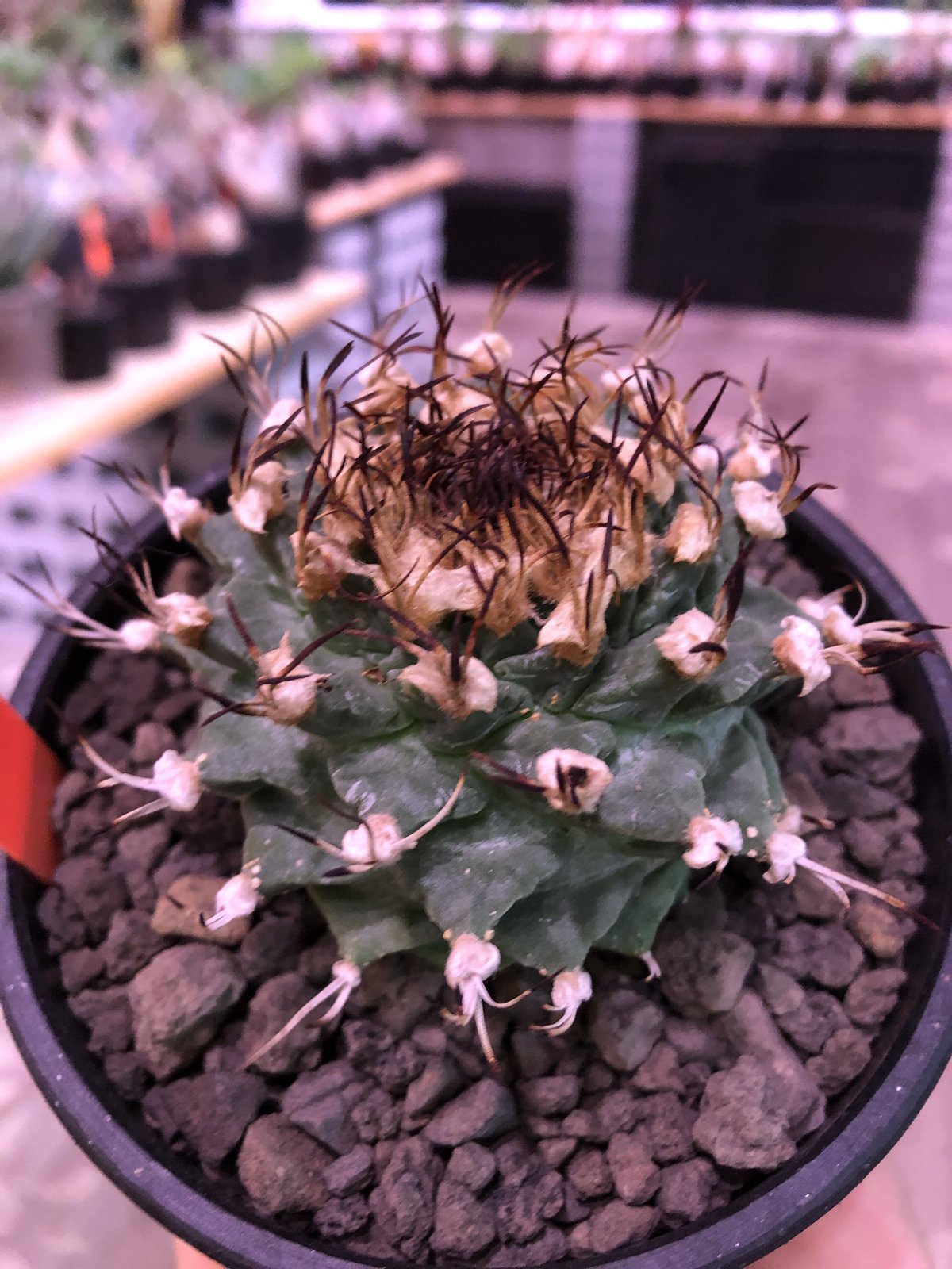 turbinicarpus alonsoi《L size》希少現地球発根済株※店主国内管理8