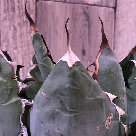 agave      titanota