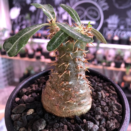 packypodium   makayense《S size》※現地球発根済株※マカイらしい透けたグリーン肌に赤棘の短枝ぼってり樹形‼︎ミニチュアwild株※mad black bowl pot植え