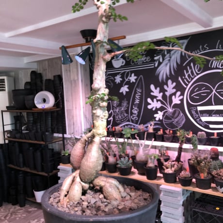 opercullicarya   decaryi  littmon  seed🌱《7年株》※長きに渡り育て管理、幹のボコボコ強きパワータンクもゴツいオススメ株※mad  black  pot植え