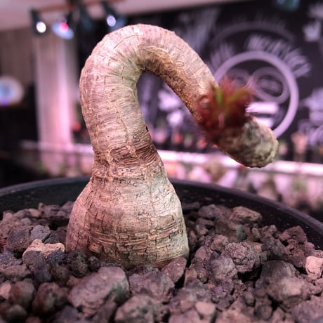 euphorbia ramena《M size》※ぽっこり塊根の上、特に絶妙な捻くれ加減が堪らないラメナ‼︎希少南アフリカ物※mad black bowl pot植え
