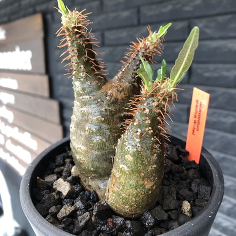 pachypodium  gracilius《M size》希少‼︎ニ頭枝w-he'd＆極green肌株※現地球発根後店主国内管理2年株※極green肌良樹形双頭株※mad black pot植え