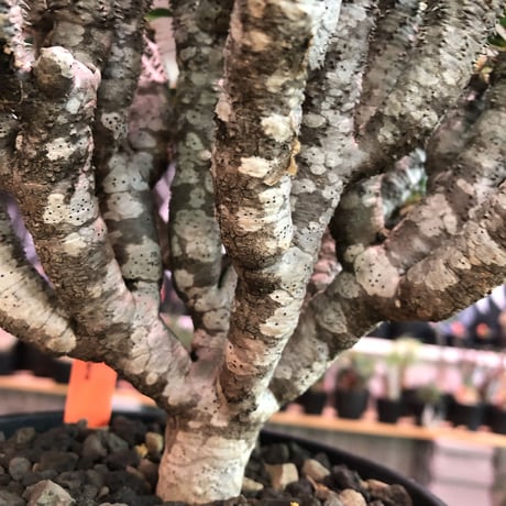 euphorbia  guillauminiana《L size》※現地球発根済株※細枝多数のwildさ繊細さ＆美しさの二面性持つ現地球株らしさ全開株※mad black pot植え