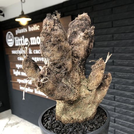 xerophyta  trichophylla《S size》※現地球発根済株※驚愕強靭株※限りなくweightはlow‼︎過去2番位にかわいい小振サイズ‼︎※mad black pot植え※限定3株