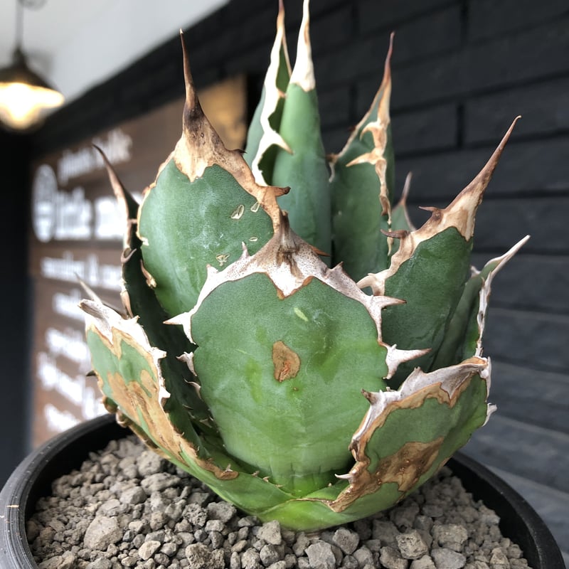 【美株】アガベチタノタ ノーネーム メキシコ現地球 発根済 ボール状 多肉 大株 美株】アガベチタノタ ノーネーム メキシコ現地球 発根済 ボール