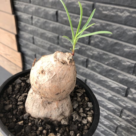 euphorbia trichadenia《LL size》※現地球株発根済※驚愕‼︎極めて荒々しくwildならしからぬ出立ちが堪らない両A面な大株※mad black bowl pot植え