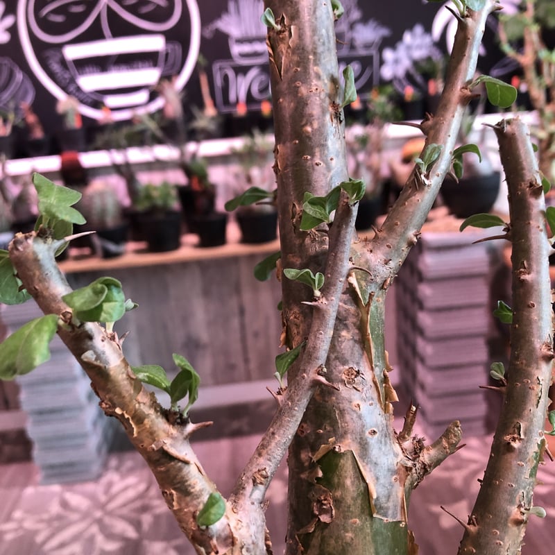sesamothamnus busseanus《L size》極太激希少株※まばらトゲと白