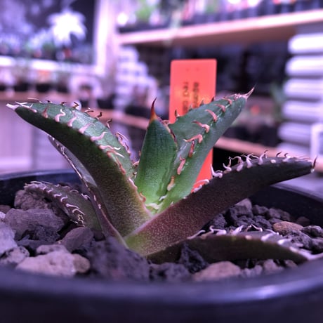 agave  titanota    red  catweezle《S size》※大人気の赤棘チタノタ‼︎ ※mad black pot植え（限定3株）