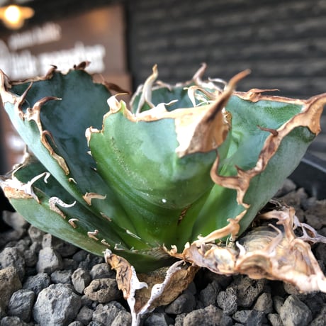 agave titanota  白鯨陽炎type《M size》※現地球株発根済※ウネウネ強き鋸歯に幅広肉厚タイプ※black pot植え