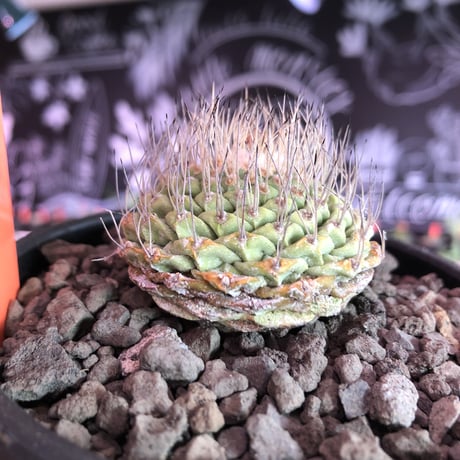 strombocactus 菊水《M size》希少‼︎現地球発根済株※店主国内管理8年株※激希少株の上、美しい樹形で堪らない良きサイズ感‼︎※mad black bowl pot植え