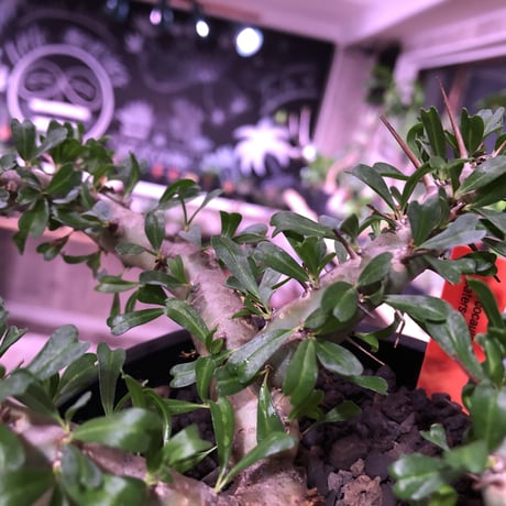 sarcocaulon   patersoni（Ｌ size）大変樹形 balanceも良く、本来の理想の樹形通りに成長してくれています。#mad black pot植え‼︎