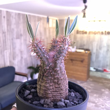 packypodium  gracilius《S S  size》※現地球株  ※発根済み株‼︎  でっぷりor赤肌