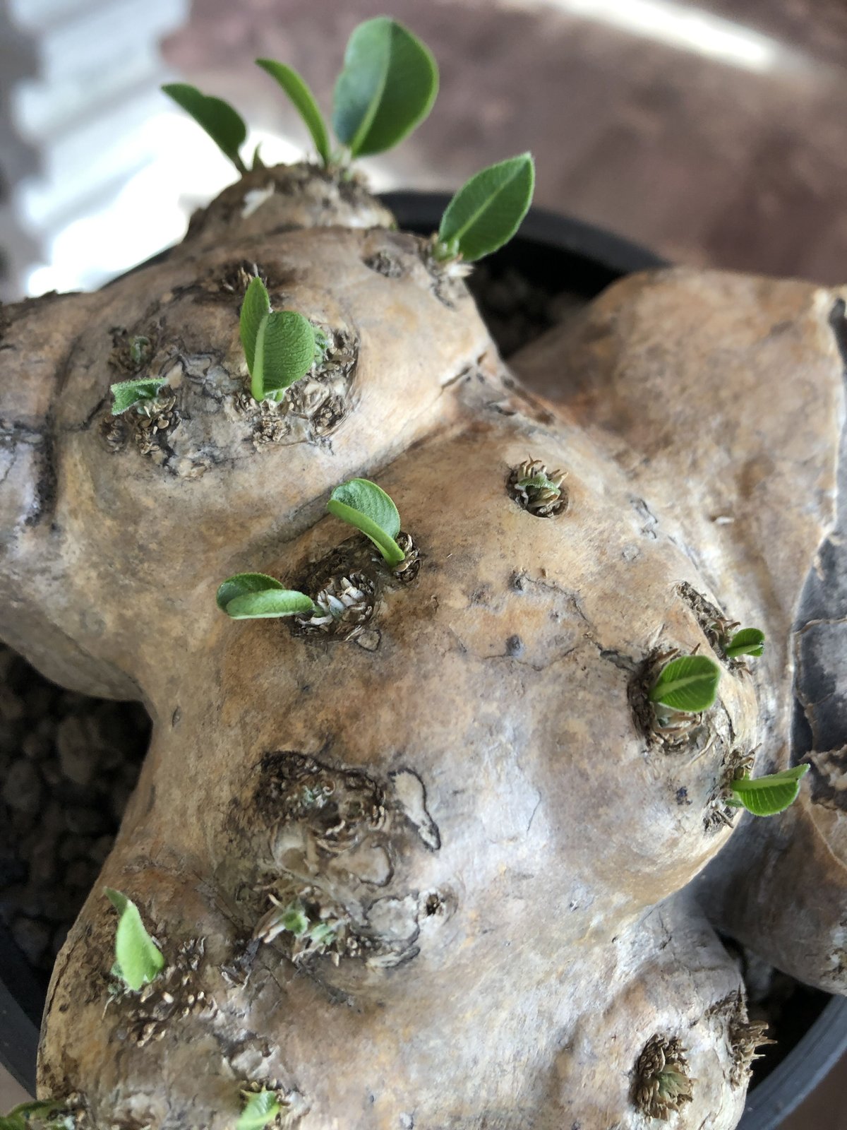 恵比寿笑い　現地球　まん丸　コレクション株　選抜 恵比寿笑い 現地球 まん丸 コレクション株 選抜 恵比寿笑い 現地球