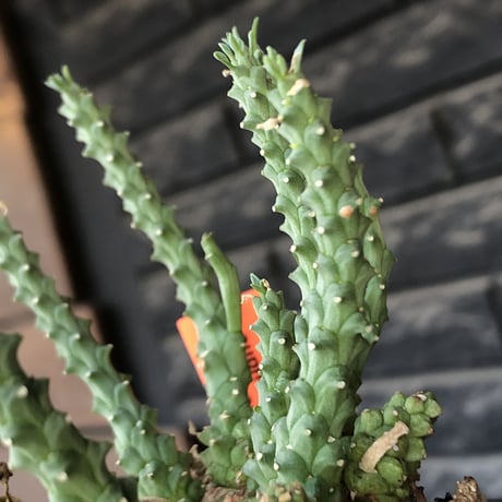 euphorbia gorgonis《XL size》big株※現地球発根後店主国内管理3年株※人気🐙タコもの‼︎美多肉質葉&木質wild塊根の二面性が魅力※mad  black  pot植え