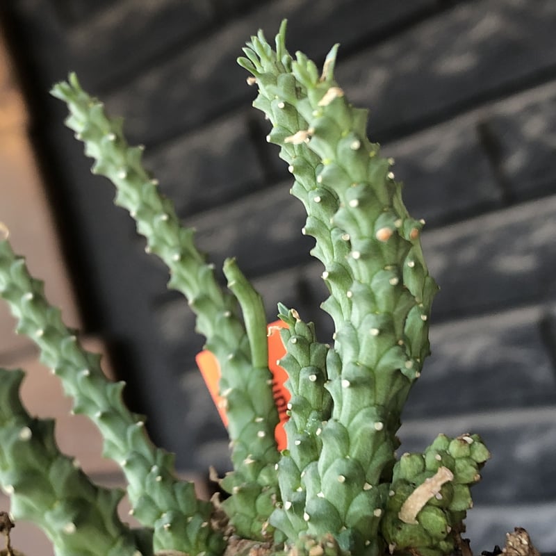 euphorbia gorgonis《XL size》big株※現地球発根後店主国内管理3年株