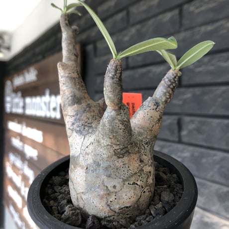 pachypodium gracilius《大きめS size》※ping-beige迷彩肌※現地球発根後店主国内管理3年株※特化したピンクベージュ肌が堪らない一株※mad black pot植え
