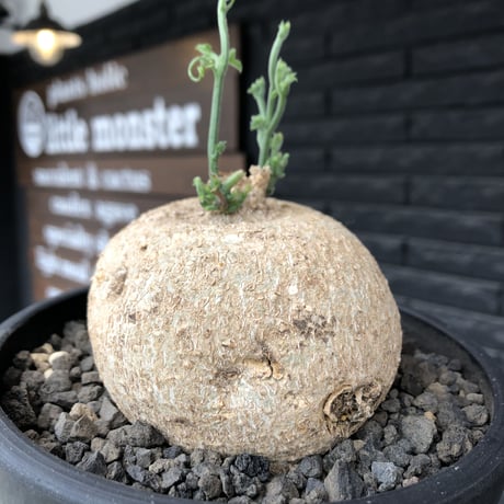 kedrostis africana《大きめL size》※現地球発根後店主国内管理2年株※大変ぼってりと丸い極美株‼︎雌雄異株型種‼︎※mad black bowl pot植え