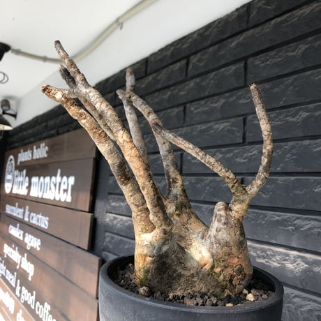 pachypodium gracilius《LL size》偏平&現地焼け肌※現地球発根後店主国内管理2年株※ロウが溶けた様な荒々しい肌感が堪らない一株※mad black bowl pot植え
