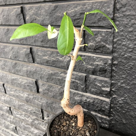 adansonia  digitata （バオバブの木）《M size》 ※発根済株※冬季もしっかり管理した小さめでも丈の締まった成長が大変楽しみなバオバブ※mad  black  pot植え