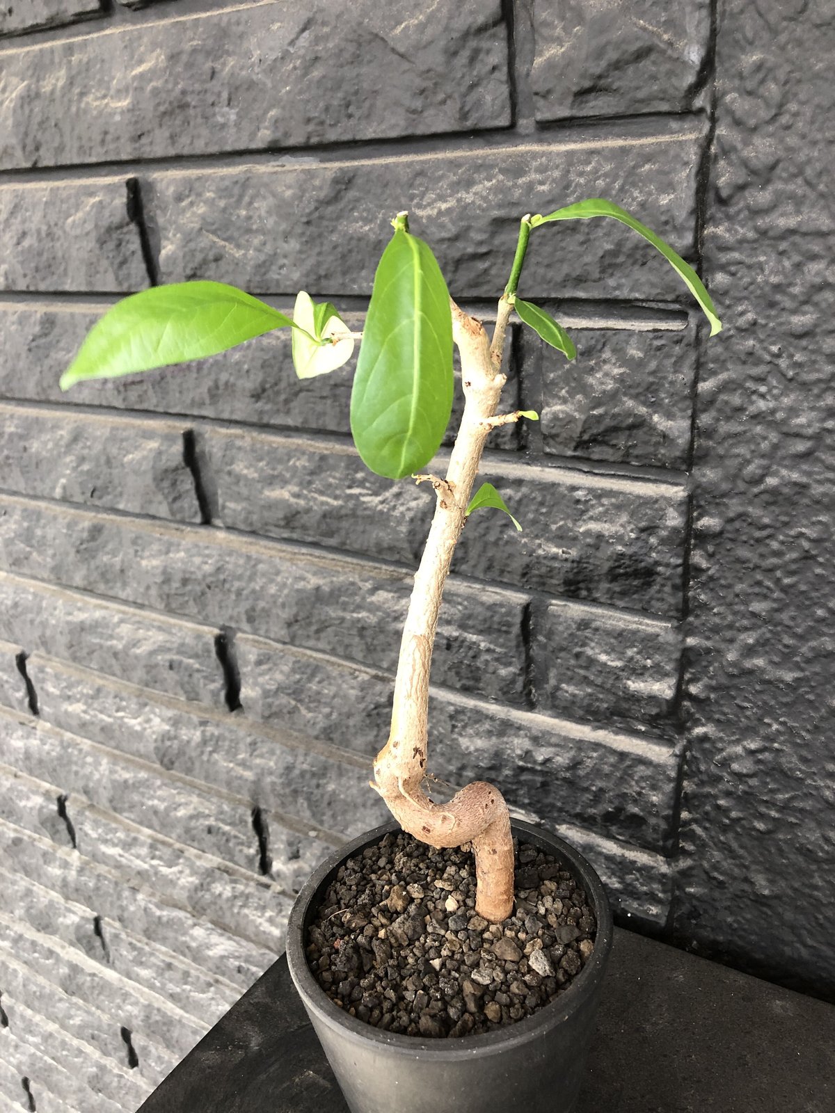 バオバブの木 アダンソニア ディギタータ 抜き苗発送 観葉植物