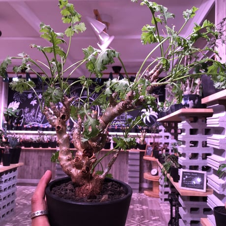 pelargonium   crithmifolium《L size》枝だけでなく、塊根部分も年々ボコボコと大きくなっていくのが楽しみな１株‼︎  ※mad black pot植え