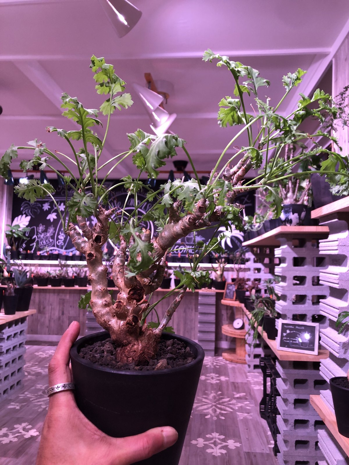 塊根植物・コーデックス Pelargonium crithmifolium 現品限り】ペラルゴニウム・クリズミフォリウム 現地株 おそらく