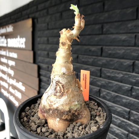 cyphostemma currori《大きめM size》希少種※現地球発根後店主国内管理4年株※ひび割れた立体ボコボコ表皮&ぼってり樹形が堪らない一株※mad black pot植え