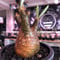 pachypodium  gracilius《S size》極赤肌 &現地焼け株※現地球発根済株※店主国内管理2年株※小振りでも大変赤み強きかっこいい一株‼︎※mad black pot植え