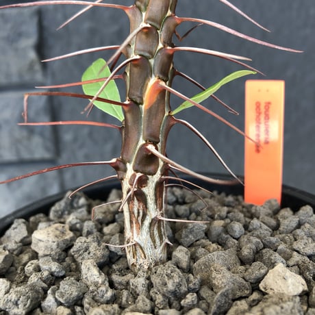 fouquieria  ochoterenae《M size》※ワインレッドcolorの幹に赤とシルバーの棘、そして波打ち葉が特徴点な大変カッコいい一株‼︎※mad black pot植え※限定２株