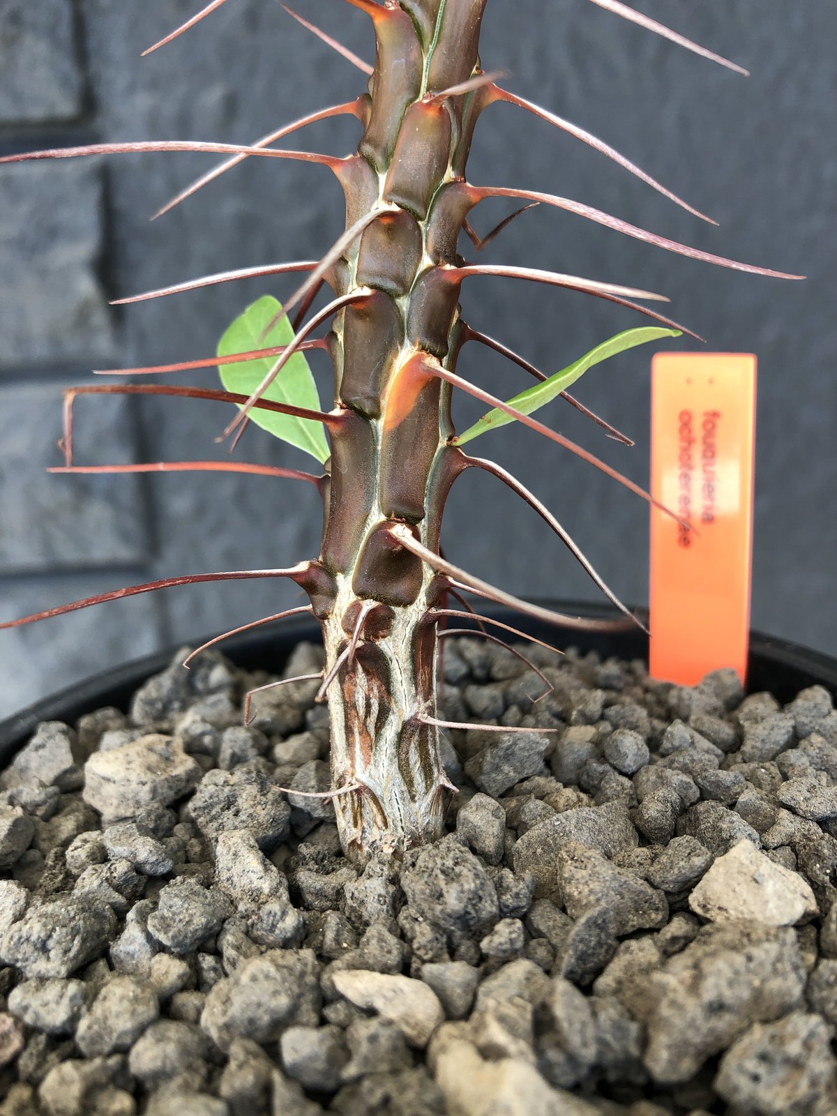 fouquieria ochoterenae《M size》※ワインレッドcolorの幹に赤